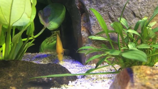 Etroplus maculatus (Mexirica) смотреть онлайн