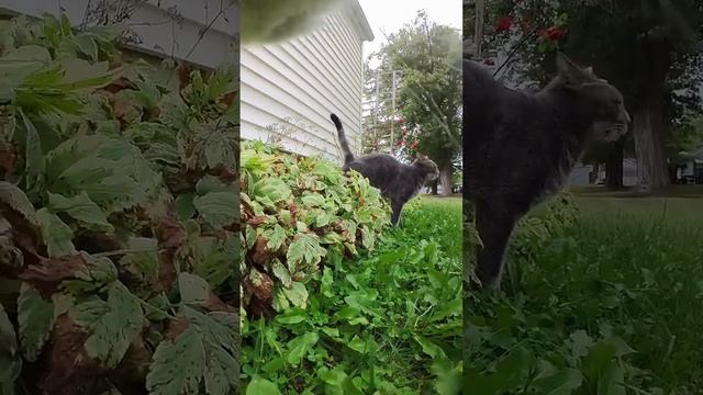 Коты на улице Видео от первого лица  ❄️⛄️🐈