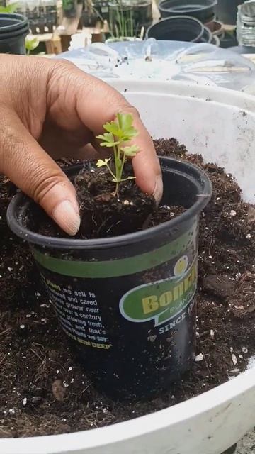 Planting Celery in the garden  #garden #homesteading #growingfood