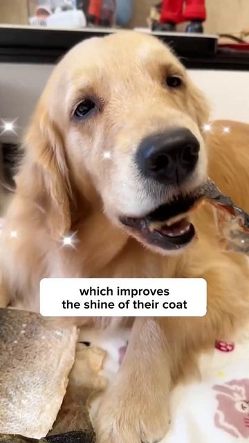 Feed your dog SALMON SKIN and...