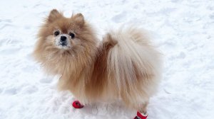 Сезон зимних ботиночек - открыт!