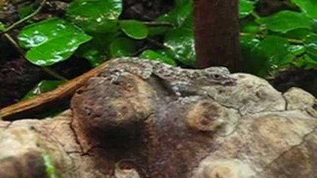 Anolis argenteolus 2 weeks old eating смотреть онлайн