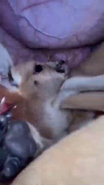 Look how the kangaroo drinks milk in the mother kangaroo pouch, #kangaroo,#baby,#milk смотреть онлайн