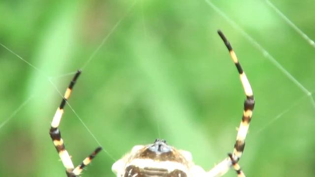 Araña tigre (Argiope argentata) TEJIENDO SU TELA