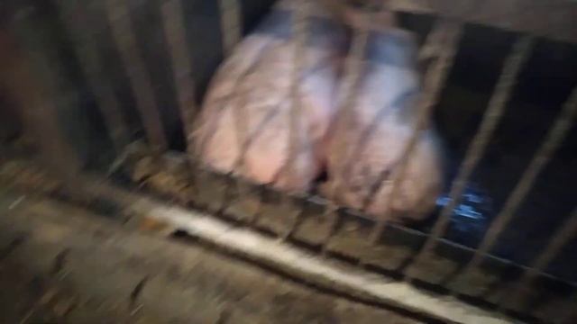 ЧИМ ГОДУВАТИ СВИНЕЙ. ЧИ ВАРТО КУПУВАТИ СВИНЕЙ смотреть онлайн