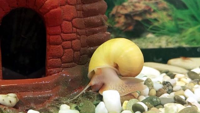 АКВАМИР - Аквариумные креветки,улитки Ампулярии,улитки Шип дьявола. смотреть онлайн