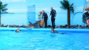 Великолепные трюки с дельфинами