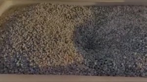 Удобрение Чёрный Жемчуг.       Посев чеснок 🧄