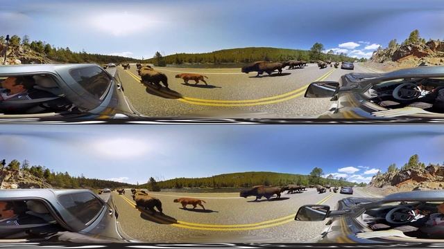 Baby Buffalo in the most Adorable Bison Jam Ever (at Yellowstone in 3D 360 VR) смотреть онлайн
