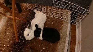 Измена жены- Застал жену с поличным, и дал любовнику два варианта на выбор… - Драмы Судьбы - Измена