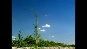 Мультик букашки