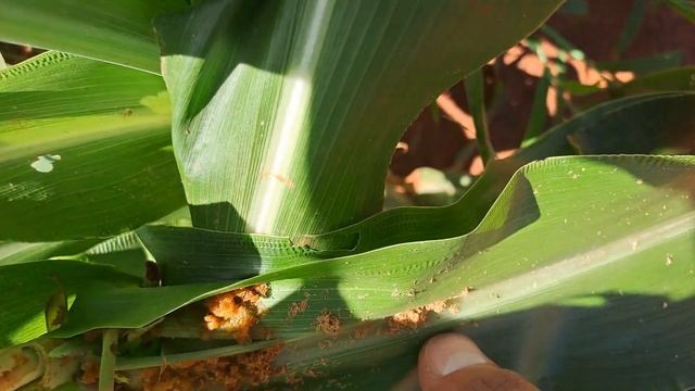 Sintoma da Lagarta-do-cartucho (Spodoptera frugiperda) no milho #milho #agro #farming #corn смотреть онлайн