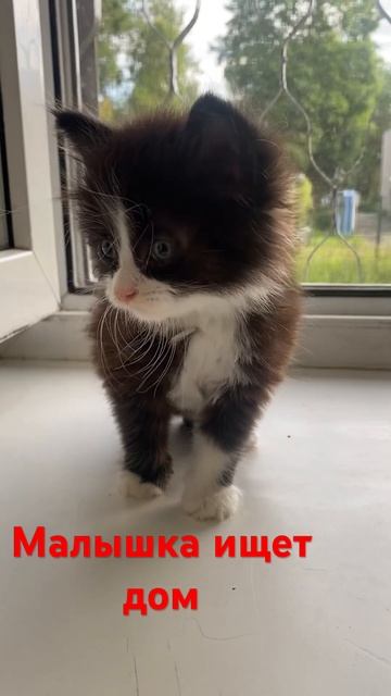 Малышке дали имя Клюква)) нравится вам это имя? Какие имена животных у вас?)) смотреть онлайн