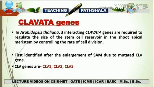 SHOOT APICAL MERISTEM (SAM) || CSIR NET || PLANT BIOLOGY