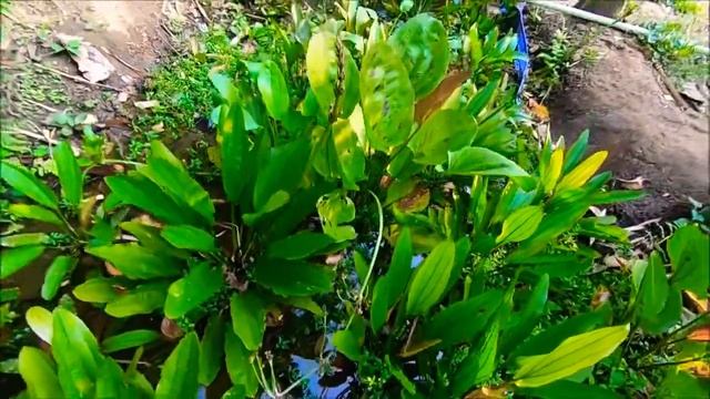 Tips Budidaya Tanaman Aquascape | Cara Mempercepat Echinodorus Mahal Berbunga смотреть онлайн