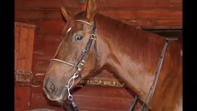 NELINKA fitmin смотреть онлайн