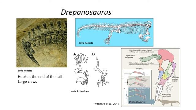 Lecture 37 Triassic Archosauromorphs смотреть онлайн
