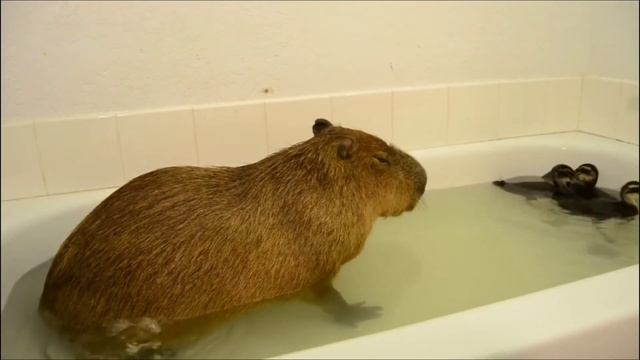CAPYBARA fart in bathtub 🛁 смотреть онлайн
