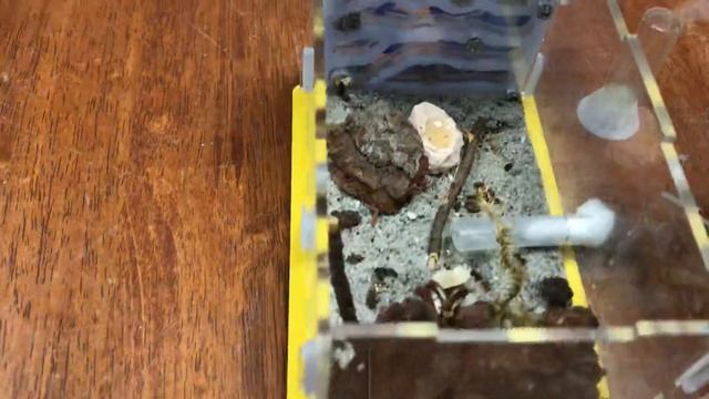 Last P.Yeensis update смотреть онлайн