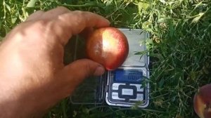 Нектарин Флейвор топ! Сигналка!Підщепа дика алича!Всіх Українців Вітаю!