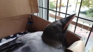 Учим каркать ворону