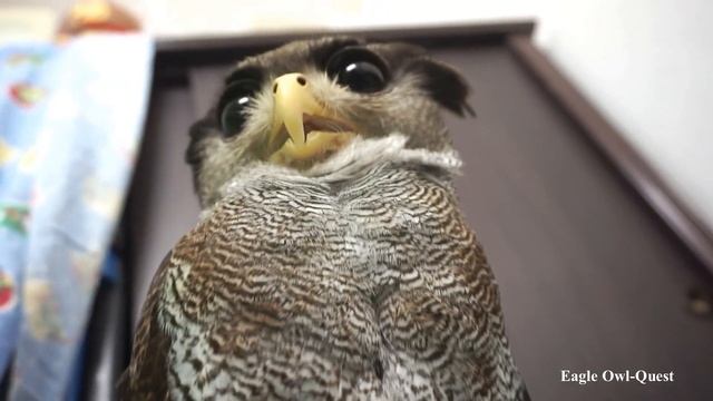 Eagle Owl (Tora) adorable scene Part 1 フクロウ ワシミミズク сова сыч филин 雕鸮 猫头鹰 올빼미목 Burung Hantu