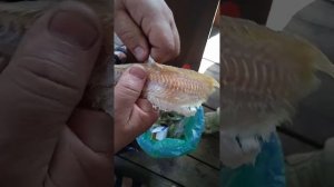 как чистить Карася