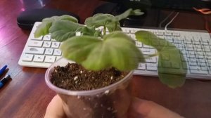 И снова черенки пеларгонии.Укоренение в торфе и вермикулите.