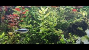 Устоявшийся баланс и красивый перлинг растений в аквариуме.