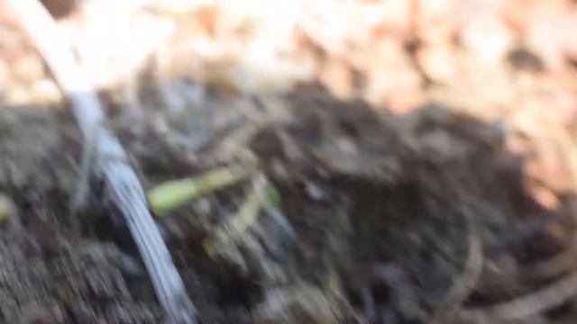 Tapinoma sp. смотреть онлайн