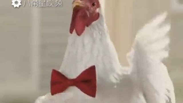 Веселые курицы смотреть онлайн