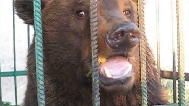 Потапыч смотреть онлайн