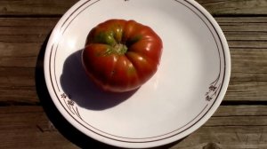 1884 Old Timey Heirloom Tomatoes Review. From seed to taste test.