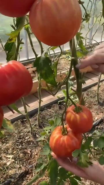 🍅Томат БЕЛЬМОНТЕ. #shorts #томаты #сортатоматов