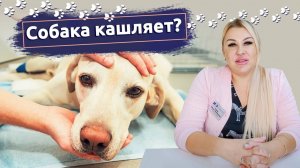 Собака чихает и кашляет?Что делать рассказывает ветеринар