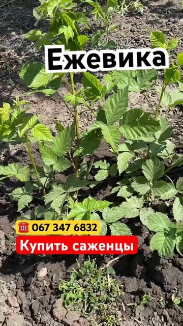 Купить саженцы Ежевики Торнфри Хитрук Елена Украина #саженцы #ежевика #купитьежевику #хитрукелена