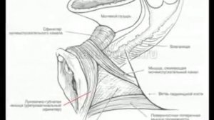Интимные мышцы. интимный фитнес