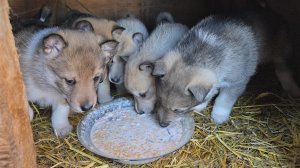 Щенки на 23 февраля