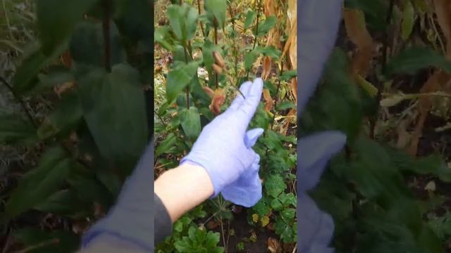 //орхідея//садова//до и сад// смотреть онлайн