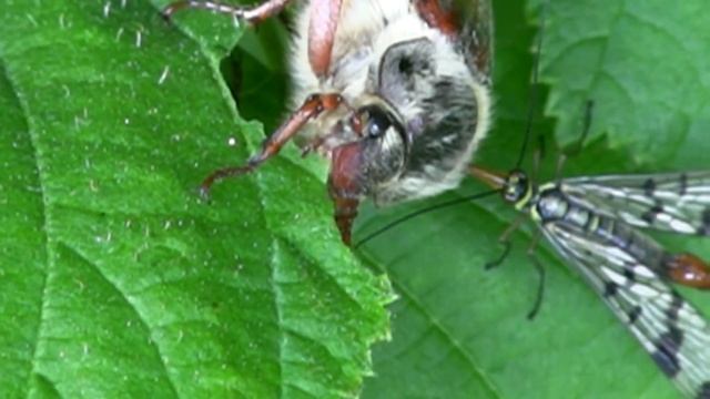 HANNETON Commun et MOUCHE Scorpion ! BRUITX смотреть онлайн