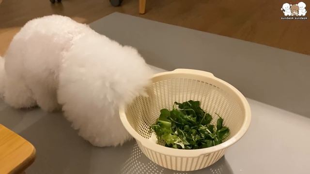 풀 먹는 덕선이를 본 삼순이 반응 ㅋㅋㅋ (토끼야!? 강아지야??!!)