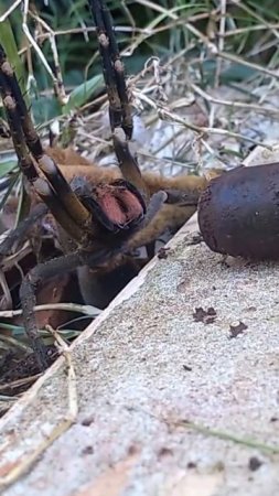 La Araña más Peligrosa del Amazonas, Araña Bananera Phoneutria Nigriventer. #nature #amazing