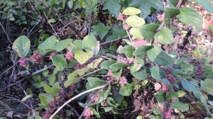 Capital Naturalist: Coralberry