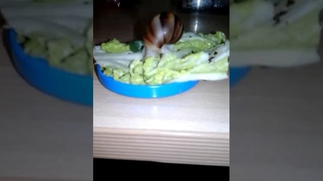 Вечер улиток🐌🐌🐚Соня хочет съесть Алису????? смотреть онлайн
