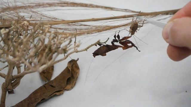 Modliszka liściogłowa (Phyllocrania paradoxa) + KONKURS смотреть онлайн
