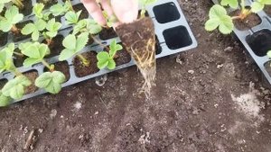 Кассетная рассада клубники состоянием на апрель месяц, обработка от насекомых, без подкормок