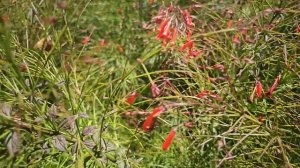 Русселия хвощевидная (коралловый папоротник).