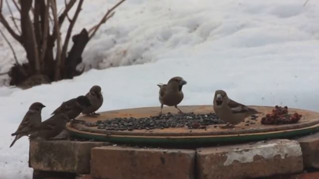 Дубоносы завтракают. смотреть онлайн