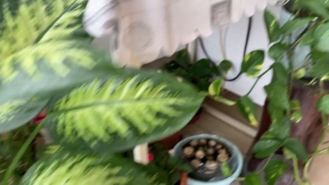 269. Yaz Geldi Balkon Keyfi Harika Süpriz Hamak Ve Çiçeklerim Süper. смотреть онлайн