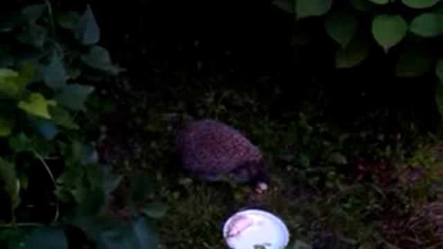 Еж и Кот смотреть онлайн